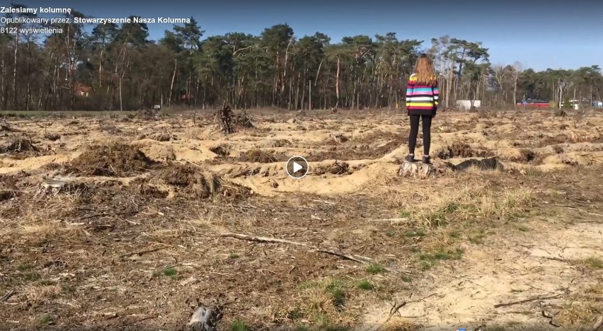 Posadzili drzewa w miejscu, które zniszczyła nawałnica. Mieszkańcy Kolumny chcą posadzić nowy las
