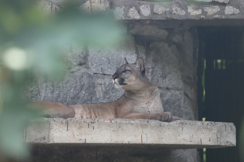 Puma Nubia jest na wybiegu tuż obok panter śnieżnych. Wiele...