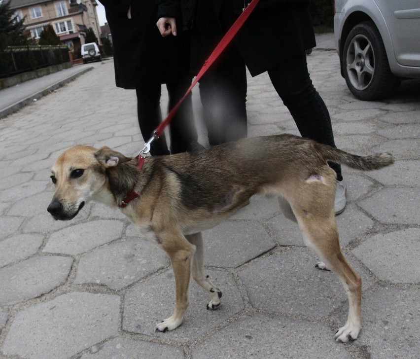 Finał sprawy Odiego, skatowanego psa z Władysławowa