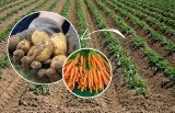 Ceny młodych ziemniaków i innych warzyw prosto z gospodarstwa. Tyle zapłacisz u rolnika za nowe zbiory w lipcu 2023