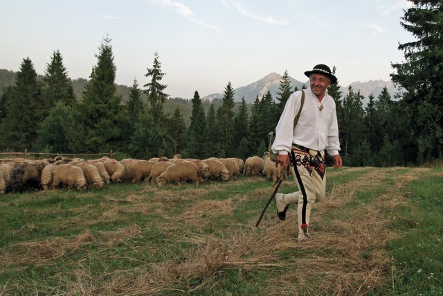 Redyk karpacki zakończy swoją wędrówkę  14 września w Czechach. Wtedy owce zostaną rozdane pasterzom