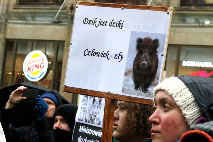 "Sto lat, niech ryją, ryją nam!" We Wrocławiu odbył się protest w obronie dzików (FILM, ZDJĘCIA)