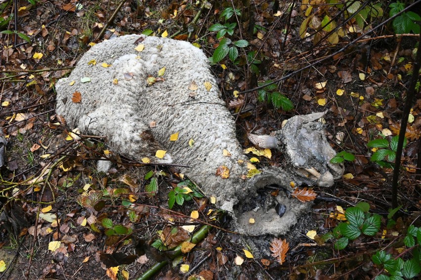 Poćwiartowane zwłoki owcy podrzucone na działkę w Masłowie Drugim. Zszokowany właściciel powiadomił o sprawie policję