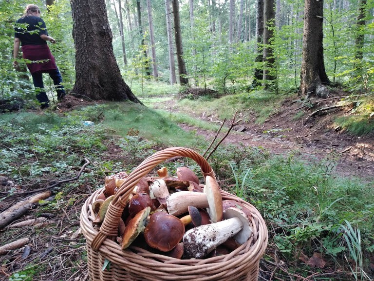 To bardzo nietypowy rok dla grzybiarzy na Dolnym Śląsku. Po...