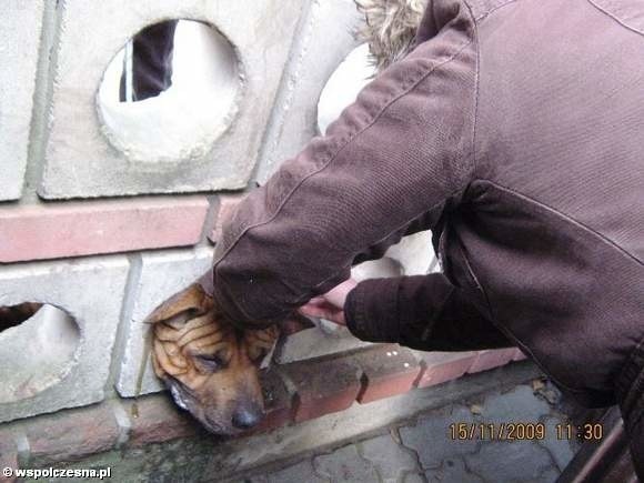 Psia głowa zaklinowała się w murze. Zwierzę cierpiało straszliwie, zanim nie zostało uśpione (uwaga, drastyczne zdjęcia) 