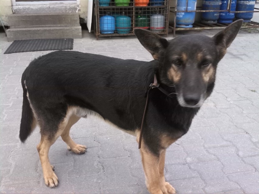 W Mostkach znaleziono błąkającego się psa