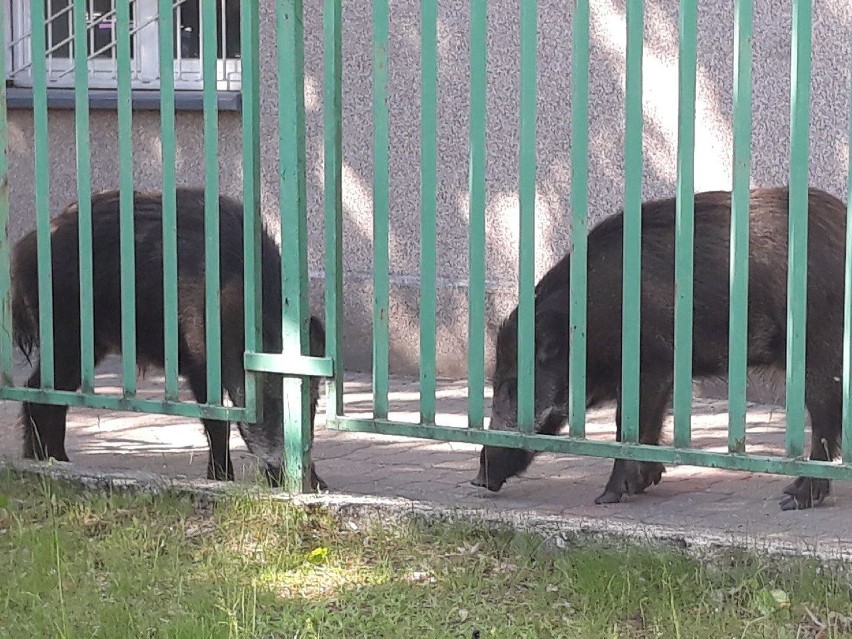 05.06.2020 Dziki na terenie I Liceum Ogólnokształcącego w...