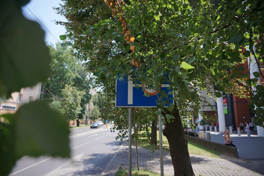 Przerośnięte gałęzie i nieobcięte żywopłoty w Lublinie. Sprawdzamy, jak jest w Śródmieściu i na Wieniawie