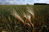 Czy na Dolnym Śląsku rolnikom grozi susza? Oto pomoc na jaką mogą liczyć 