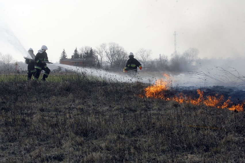 Zobacz, jak strażacy walczą z wypalaniem traw (ZOBACZ)