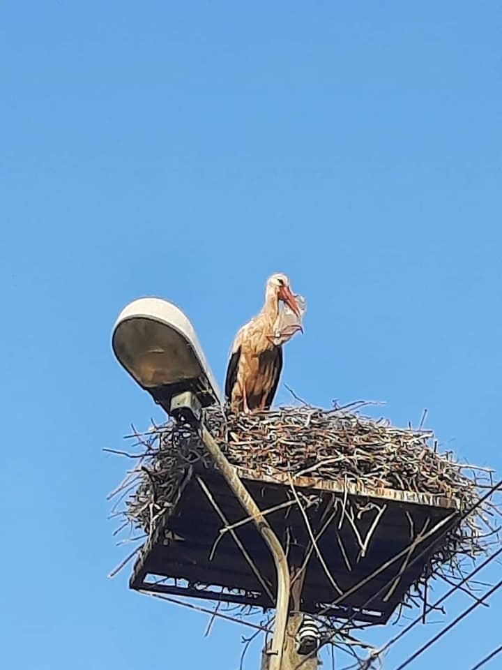 Co za akcja! Bocian dławił się workiem foliowym. Na ratunek...