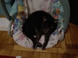 Nasze piękne czarne koty ZDJĘCIA KOTÓW na Facebooku DZ na Dzień Czarnego Kota