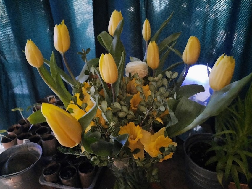Tulipany z żonkilami i bukszpanem