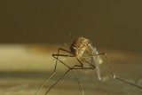 Mamy listę metod na komary. Takie są sposoby na pozbycie się tych insektów!