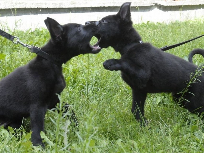 Bary i Kato - nowe psy na służbie w bydgoskiej straży...