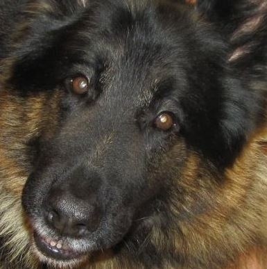 Policja: pies Misiek odszedł na emeryturę 