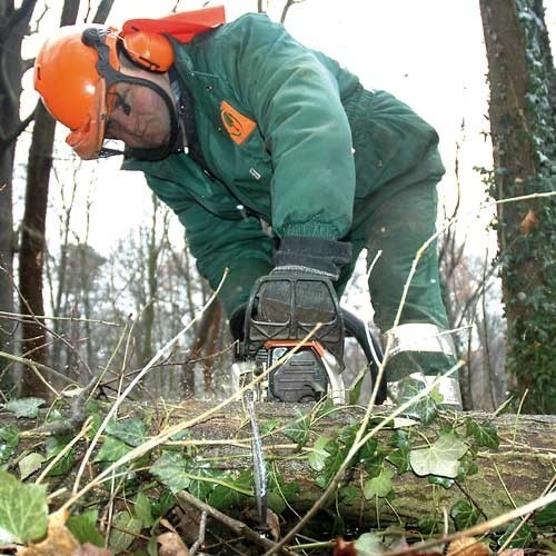 Wycinka w parku im. Stefana Żeromskiego. Drzewo i piła to zawsze widok bolesny. Jak się jednak okazuje, niekiedy konieczny.