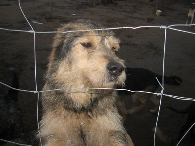 To jest Lucky. On już znalazł nowy dom, ale w Kruszewie jest jeszcze kilkaset bezdomnych zwierząt