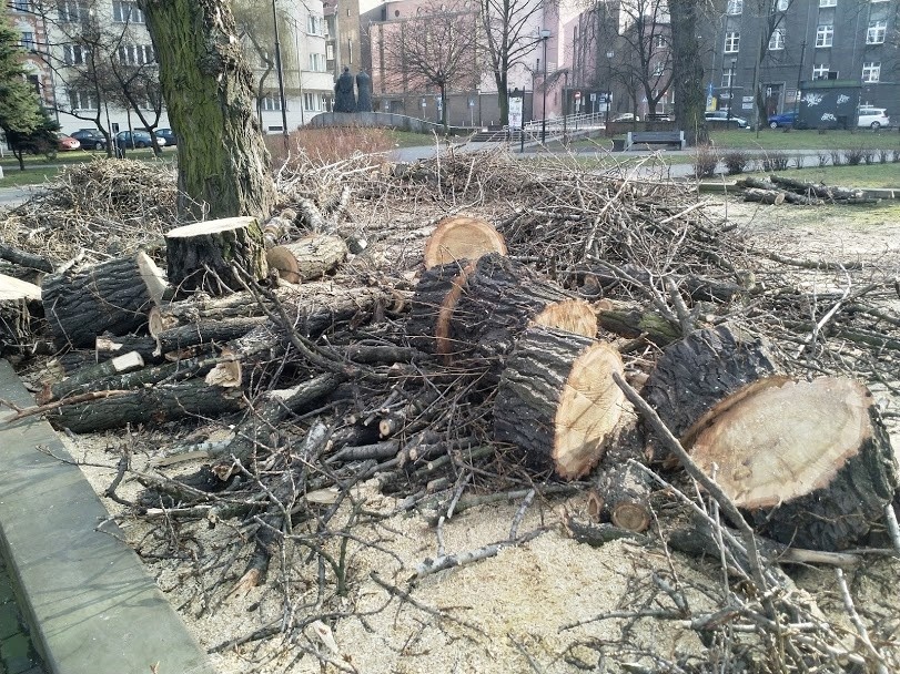 Wycinka drzew na placu Andrzeja w Katowicach ZDJĘCIA Internauci nie kryją oburzenia