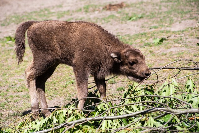 Cielak o imieniu Porzeczka - samica, która urodziła się trzy tygodnie temu we Wrocławiu waży dziś 30 kg. Mały żubr prawie cały czas ssie mleko, oczywiście o ile nie bryka.