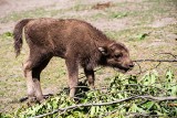 Rodzina żubrów w zoo we Wrocławiu niedawno się powiększyła. Zobacz małą samiczkę o imieniu Porzeczka