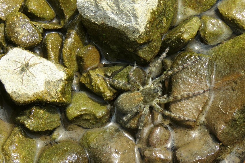 Taaakie pająki nad bieszczadzkimi potokami [FOTO]
