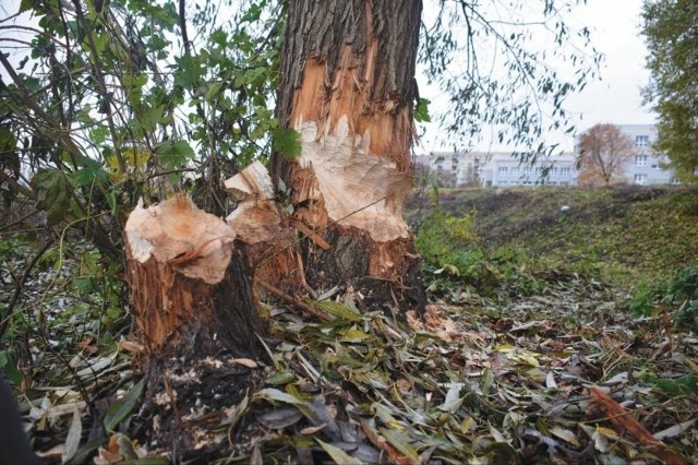 Bobrów przybywa z roku na rok. Niszczą one drzewa, budując tamy sprawiają, że woda wylewa się na łąki i pola uprawne. Rolnicy domagają się rozwiązania tego problemu.