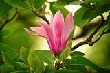 Przycinanie magnolii bez tajemnic. Jak i kiedy ciąć magnolie? Zobacz, na co zwrócić uwagę, żeby im nie zaszkodzić!