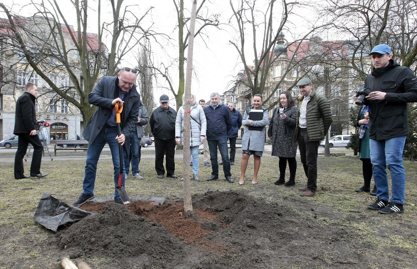 Piotr Krzystek posadził drzewo na placu Grunwaldzkim [ZDJĘCIA]