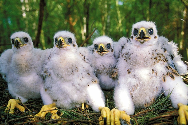 Ptasie pisklęta w Biebrzańskim Parku Narodowym (zdjęcia)
