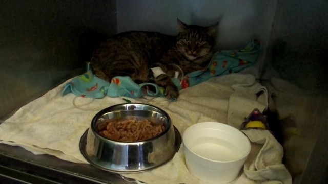 Obecnie kot przebywa w lecznicy Radwet w Słupsku. Tam dochodzi do zdrowia.