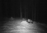 Niedźwiedź opuścił okolice Tarnowa i wraca w Bieszczady. Uchwyciła go fotopułapka