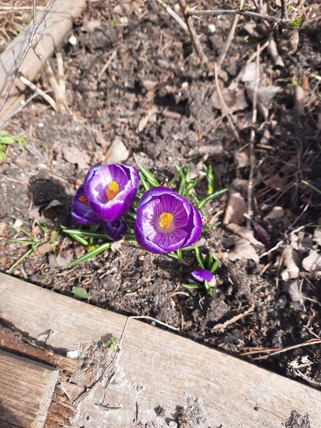 Krokusy to najpiękniejsze kwiaty wczesnej wiosny.