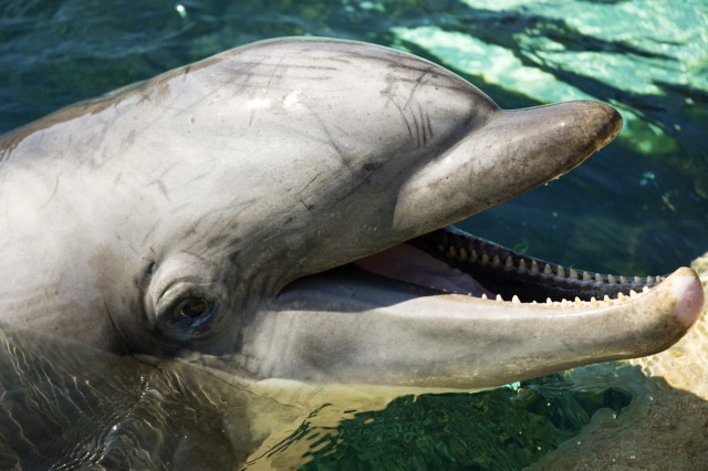 Najnowsze wyniki badań wskazują na podobieństwo między "językiem" delfinów i mową ludzi