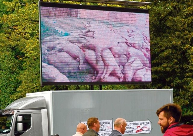 Hodowcy świń protestowali we wtorek przed Podlaskim Urzędem Wojewódzkim w Białymstoku. Żądają skutecznej walki z ASF