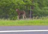 Łoś na drodze między Toruniem a Bydgoszczą [ZDJĘCIA]