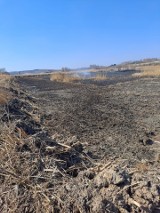 W Warce nastolatek podpalił trawę, teraz sprawą 14-latka zajmie się sąd rodzinny i nieletnich