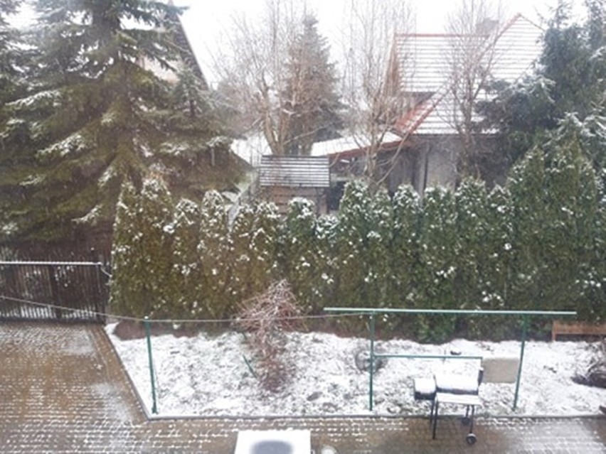 Od rana znów śnieg! W części województwa lubelskiego jest biało. Do kiedy taka pogoda?