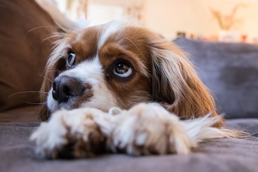 Cavalier king charles spaniel...