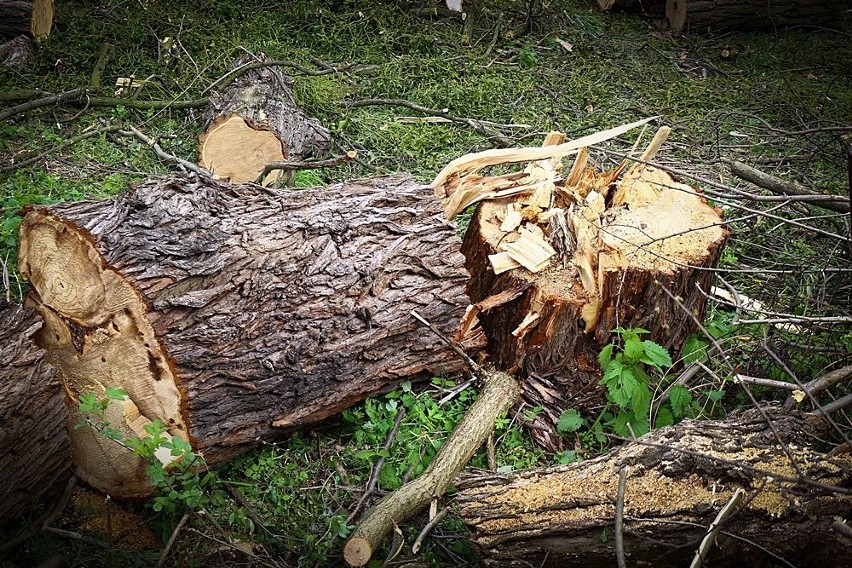 Dziesiątki drzew wycięte na Karłowicach. Mogą tam powstać mieszkania