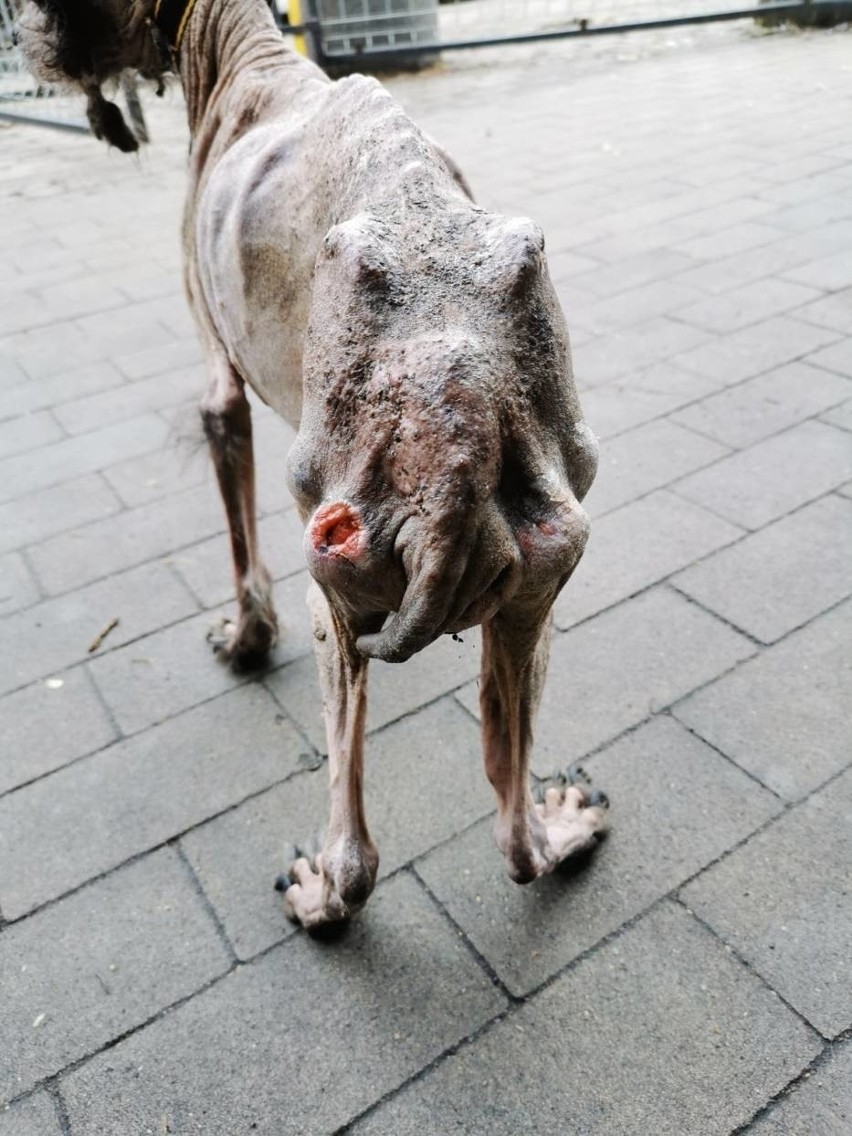 Pies w tragicznym stanie odebrany właścicielce. Trafił do "Przytuliska" w Chojnicach [Uwaga, drastyczne zdjęcia!]