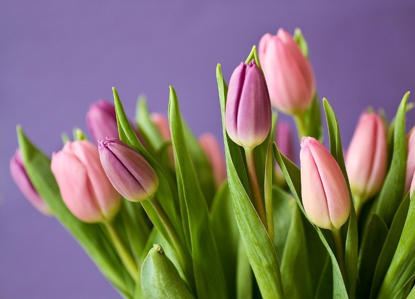Bukiet tulipanów to miły gest na Dzień Kobiet, Dzień Matki...