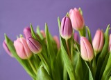 Tak natychmiast ożywisz oklapłe tulipany w wazonie. Oto prosty trik z igłą