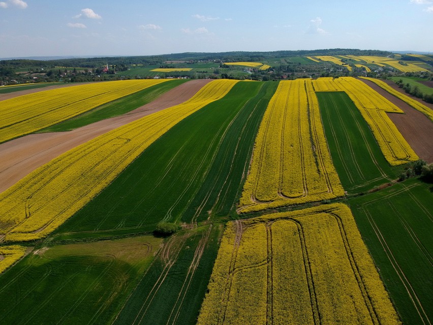 Do sfotografowania rzepaku nasz fotoreporter wybrał pola w...