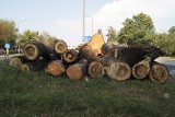 Szykuje się wielka wycinka drzew wzdłuż ul. Ozimskiej w Opolu. "Najpierw je ogłowiano, to jak miały przetrwać?" [ZDJĘCIA]