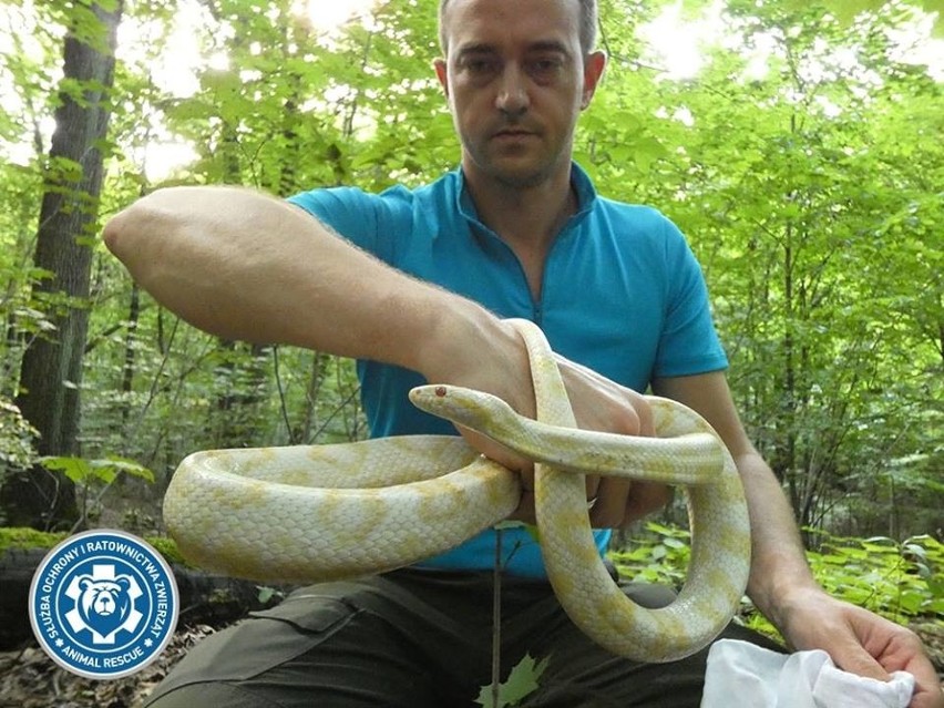 W Warszawie znaleziono egzotycznego węża - to wąż zbożowy....