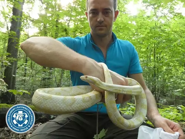 W Warszawie znaleziono egzotycznego węża - to wąż zbożowy. Gad miał 1,2 metra długości i wygrzewał się na słońcu w parku
