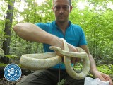 Egzotyczny wąż zbożowy miał 1,2 metra długości i wygrzewał się na słońcu w Lasku Bielańskim w Warszawie