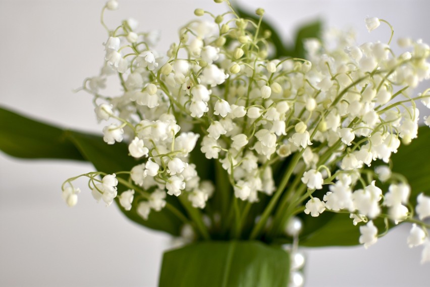 Konwalie - piękne, delikatne kwiaty o cudownym zapachu,...