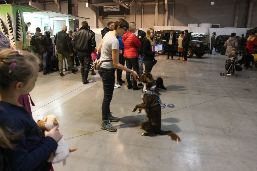 Gramy dla Julki. Impreza charytatywna w Expo Silesia